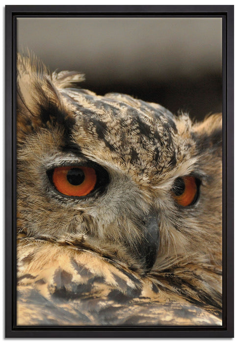 Eule auf Leinwandbild gerahmt Größe 60x40