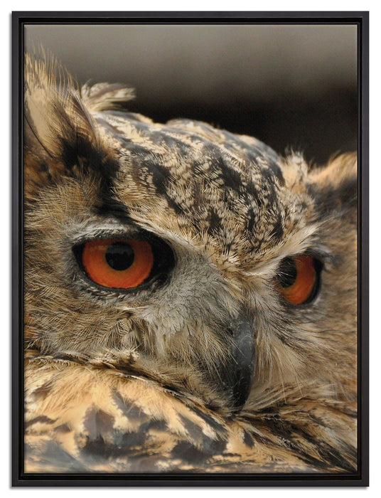 Eule auf Leinwandbild gerahmt Größe 80x60
