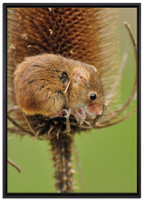 getrocknete Distel auf Leinwandbild gerahmt Größe 100x70