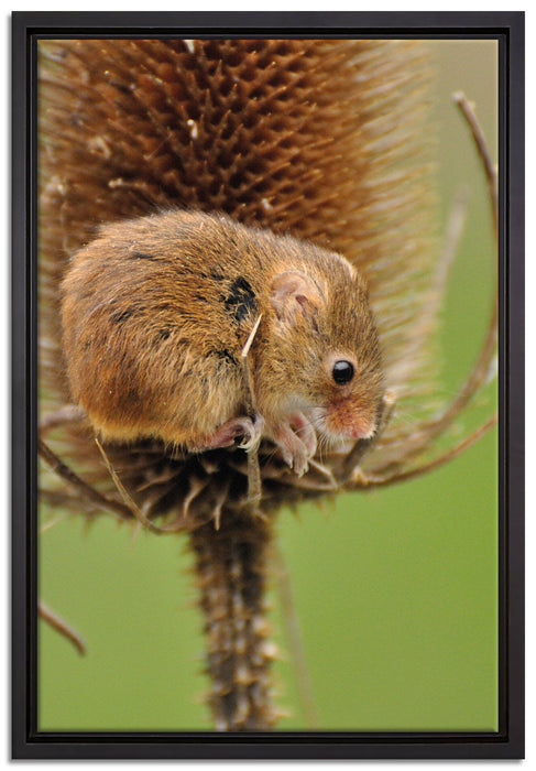 getrocknete Distel auf Leinwandbild gerahmt Größe 60x40