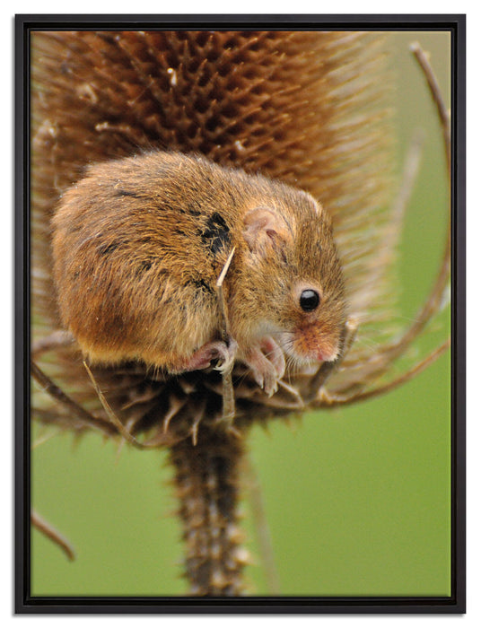 getrocknete Distel auf Leinwandbild gerahmt Größe 80x60