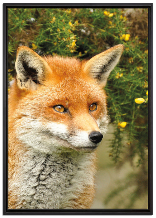 aufschauender Fuchs auf Leinwandbild gerahmt Größe 100x70
