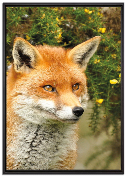 aufschauender Fuchs auf Leinwandbild gerahmt Größe 100x70