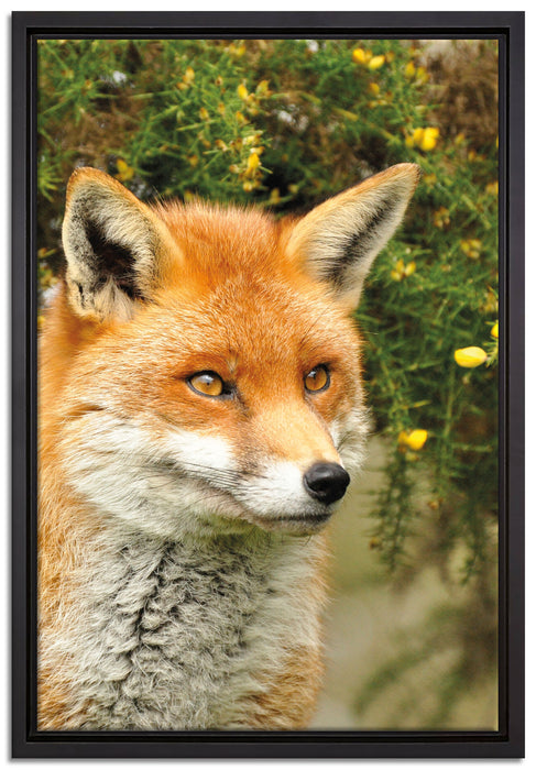 aufschauender Fuchs auf Leinwandbild gerahmt Größe 60x40