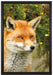 aufschauender Fuchs auf Leinwandbild gerahmt Größe 60x40