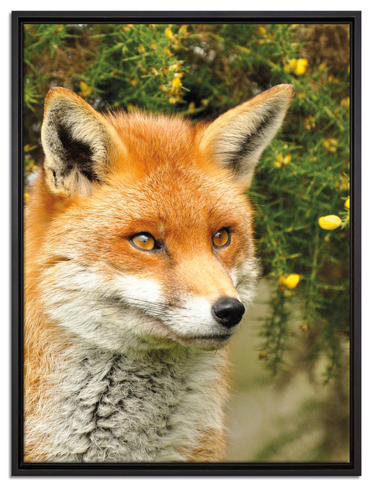 aufschauender Fuchs auf Leinwandbild gerahmt Größe 80x60
