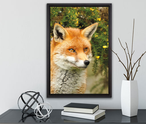 aufschauender Fuchs auf Leinwandbild gerahmt mit Kirschblüten