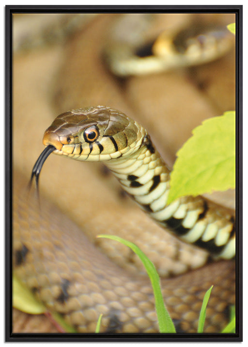 beeindruckende Schlange auf Leinwandbild gerahmt Größe 100x70