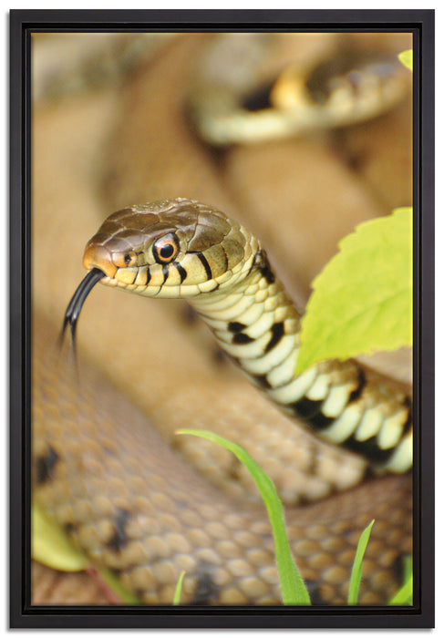 beeindruckende Schlange auf Leinwandbild gerahmt Größe 60x40