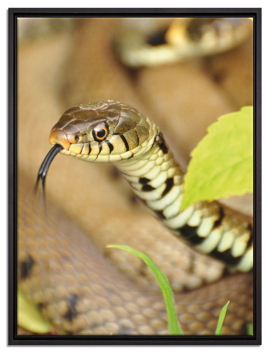 beeindruckende Schlange auf Leinwandbild gerahmt Größe 80x60