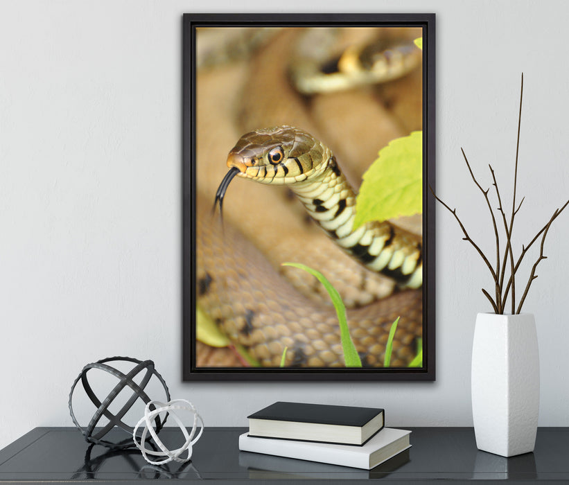 beeindruckende Schlange auf Leinwandbild gerahmt mit Kirschblüten