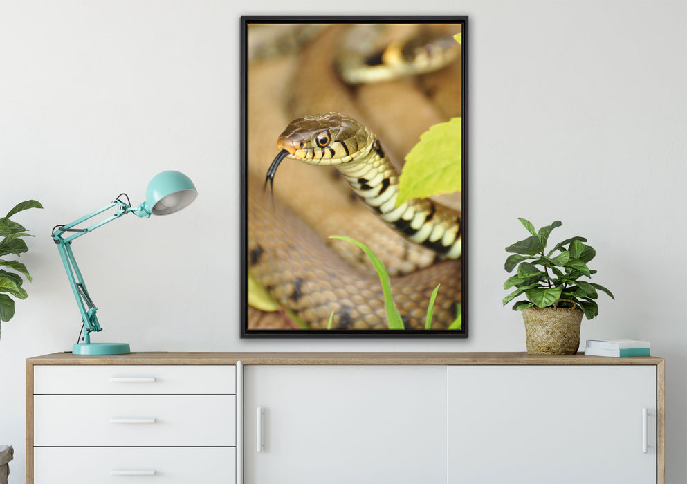 beeindruckende Schlange auf Leinwandbild gerahmt verschiedene Größen im Wohnzimmer