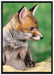 junger Fuchs auf Leinwandbild gerahmt Größe 100x70
