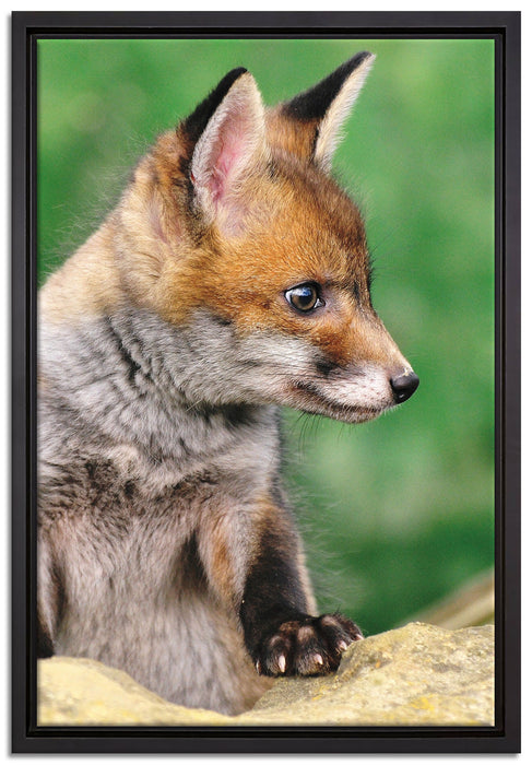 junger Fuchs auf Leinwandbild gerahmt Größe 60x40