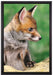 junger Fuchs auf Leinwandbild gerahmt Größe 60x40