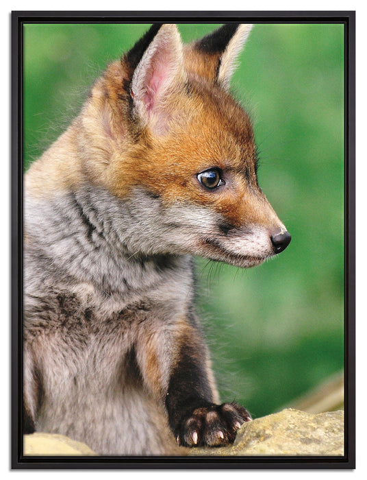junger Fuchs auf Leinwandbild gerahmt Größe 80x60