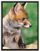 junger Fuchs auf Leinwandbild gerahmt Größe 80x60