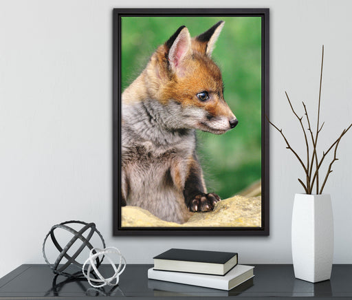 junger Fuchs auf Leinwandbild gerahmt mit Kirschblüten