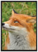 Fuchs auf Wiese auf Leinwandbild gerahmt Größe 100x70