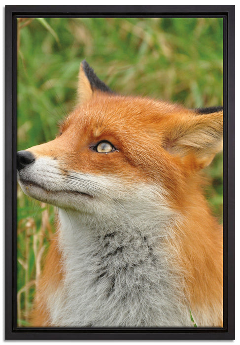 Fuchs auf Wiese auf Leinwandbild gerahmt Größe 60x40