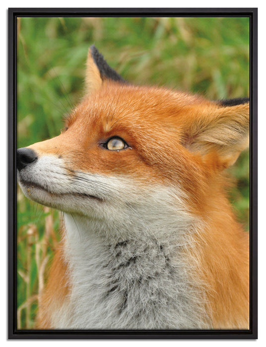 Fuchs auf Wiese auf Leinwandbild gerahmt Größe 80x60