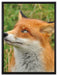 Fuchs auf Wiese auf Leinwandbild gerahmt Größe 80x60