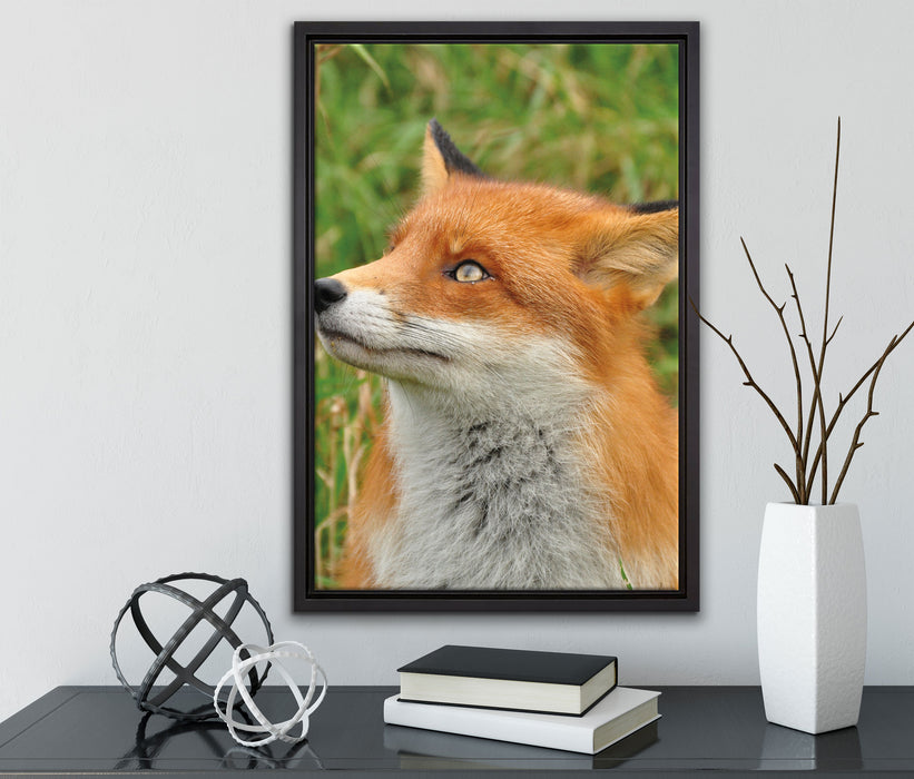 Fuchs auf Wiese auf Leinwandbild gerahmt mit Kirschblüten