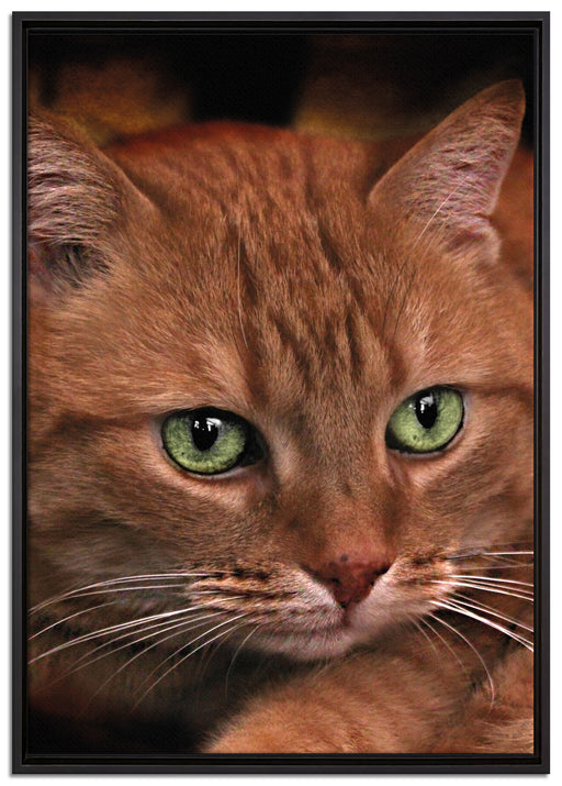 schöne Hauskatze auf Leinwandbild gerahmt Größe 100x70