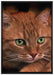 schöne Hauskatze auf Leinwandbild gerahmt Größe 100x70