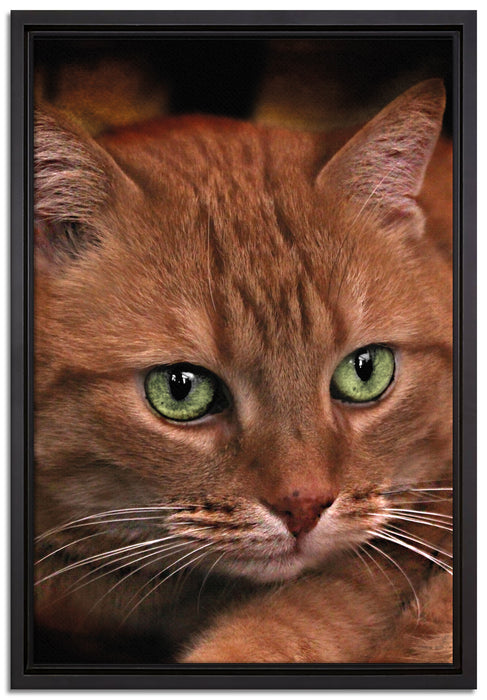 schöne Hauskatze auf Leinwandbild gerahmt Größe 60x40