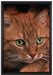 schöne Hauskatze auf Leinwandbild gerahmt Größe 60x40
