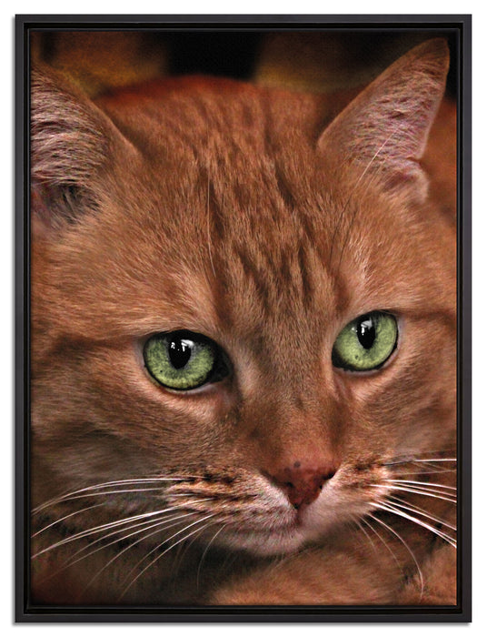 schöne Hauskatze auf Leinwandbild gerahmt Größe 80x60