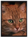 schöne Hauskatze auf Leinwandbild gerahmt Größe 80x60