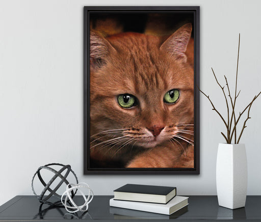 schöne Hauskatze auf Leinwandbild gerahmt mit Kirschblüten