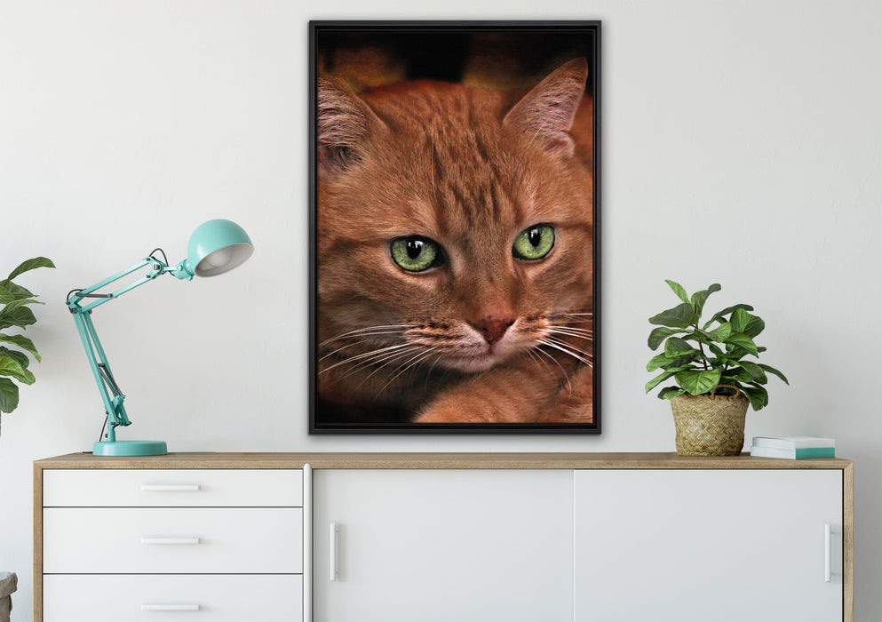 schöne Hauskatze auf Leinwandbild gerahmt verschiedene Größen im Wohnzimmer