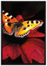 Schmetterling auf roter Blüte auf Leinwandbild gerahmt Größe 100x70