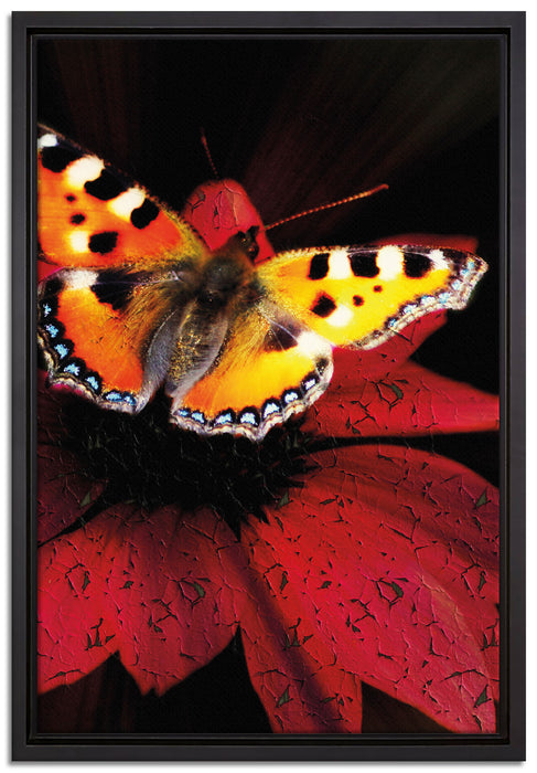 Schmetterling auf roter Blüte auf Leinwandbild gerahmt Größe 60x40
