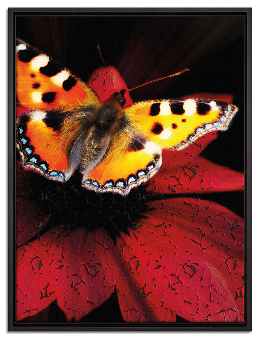 Schmetterling auf roter Blüte auf Leinwandbild gerahmt Größe 80x60