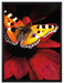 Schmetterling auf roter Blüte auf Leinwandbild gerahmt Größe 80x60