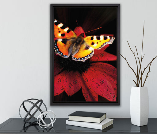 Schmetterling auf roter Blüte auf Leinwandbild gerahmt mit Kirschblüten