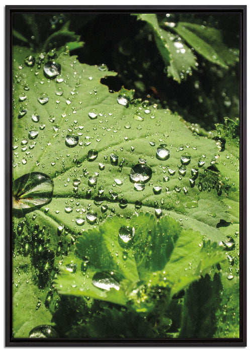 Wassertropfen auf Blatt auf Leinwandbild gerahmt Größe 100x70