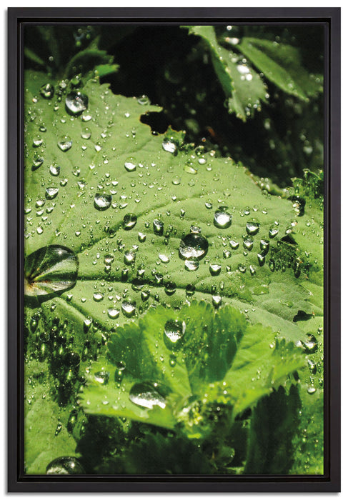 Wassertropfen auf Blatt auf Leinwandbild gerahmt Größe 60x40