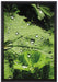 Wassertropfen auf Blatt auf Leinwandbild gerahmt Größe 60x40