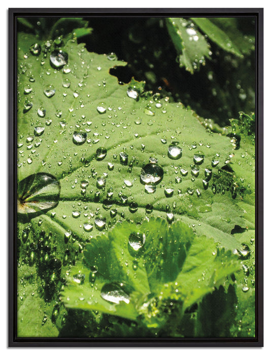 Wassertropfen auf Blatt auf Leinwandbild gerahmt Größe 80x60