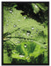 Wassertropfen auf Blatt auf Leinwandbild gerahmt Größe 80x60