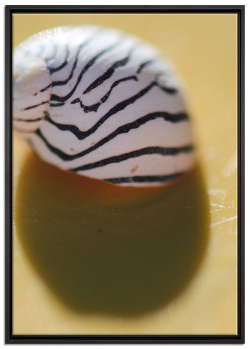 kleines gestreiftes Schneckenhaus auf Leinwandbild gerahmt Größe 100x70