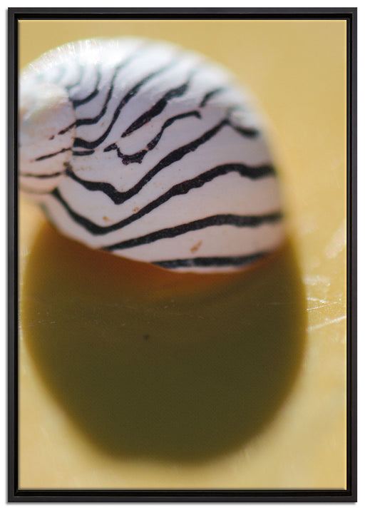 kleines gestreiftes Schneckenhaus auf Leinwandbild gerahmt Größe 100x70