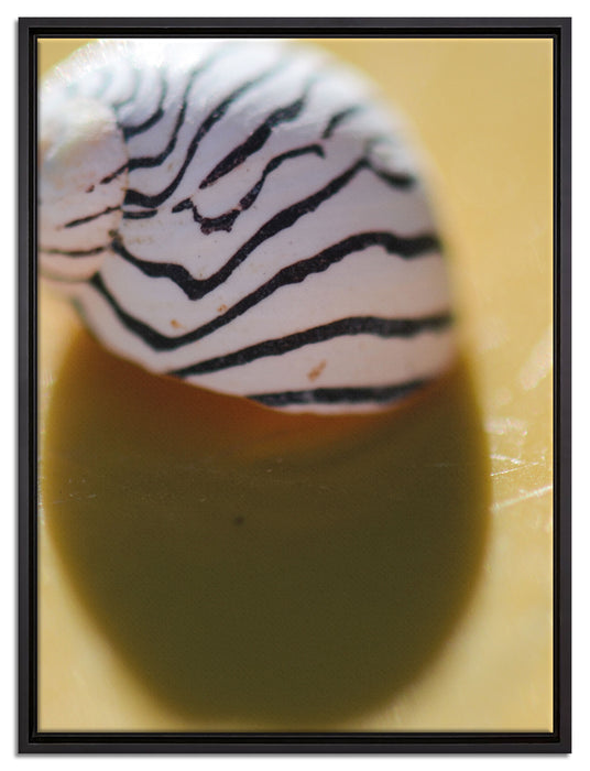 kleines gestreiftes Schneckenhaus auf Leinwandbild gerahmt Größe 80x60