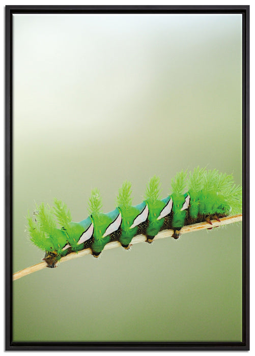 seltene grüne Raupe auf Leinwandbild gerahmt Größe 100x70