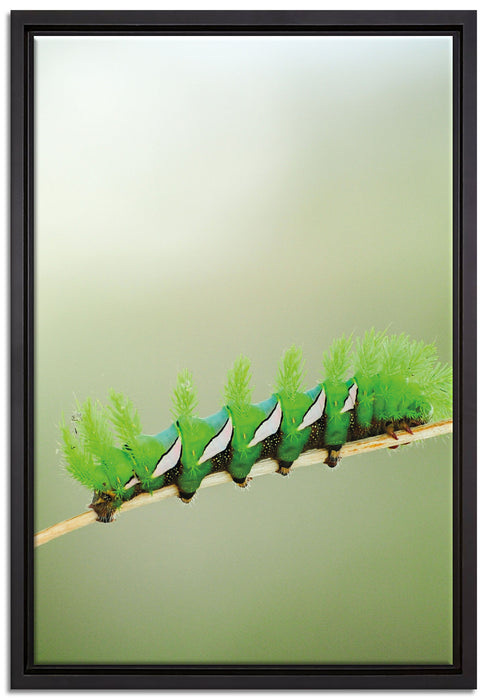 seltene grüne Raupe auf Leinwandbild gerahmt Größe 60x40